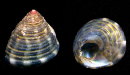 Jujubinus ruscurianus